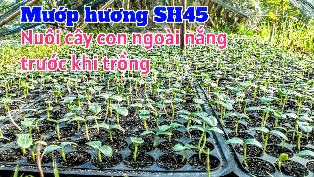 Kỹ thuật trồng mướp hương: P5-Nuôi cây con ngoài nắng trước khi trồng
