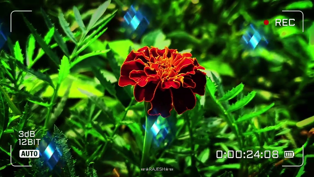 flowers video editing 💐 new video editing 💐#edit #video #rajesh