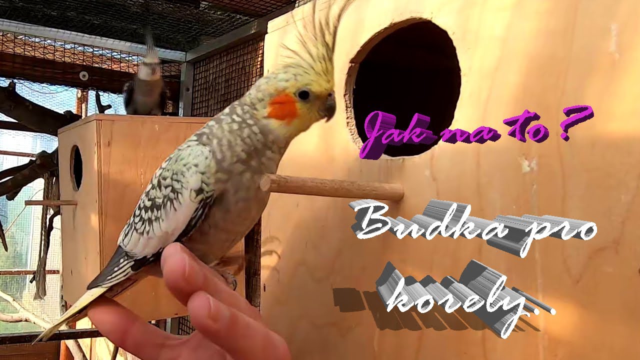 Jak na to / Budka pro korely│KorelyEu
