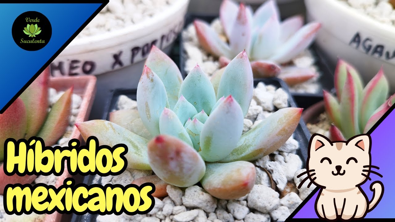 Estas son las suculentas HIBRIDAS MEXICANAS que tengo en el jardin.