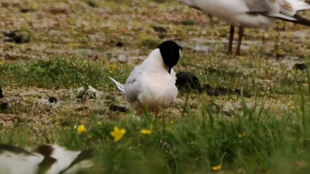 Roseate Tern,Marshside RSPB,May 2025