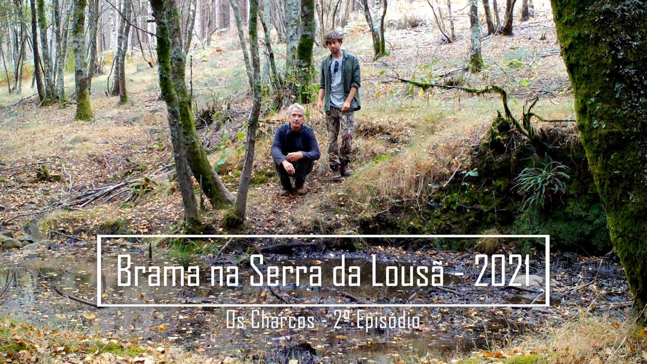 Os Charcos - 2º Episódio da Brama na Serra da Lousã 2021