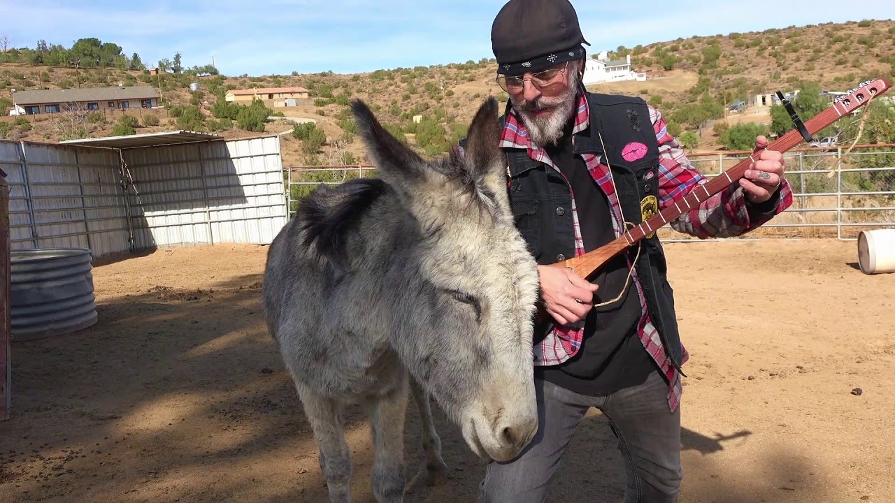 Donkey Loves Beatles music