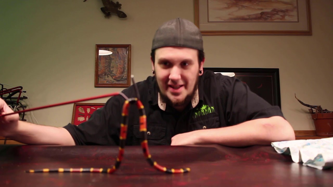 UNBOXING The Most VENOMOUS Snake In The United States.