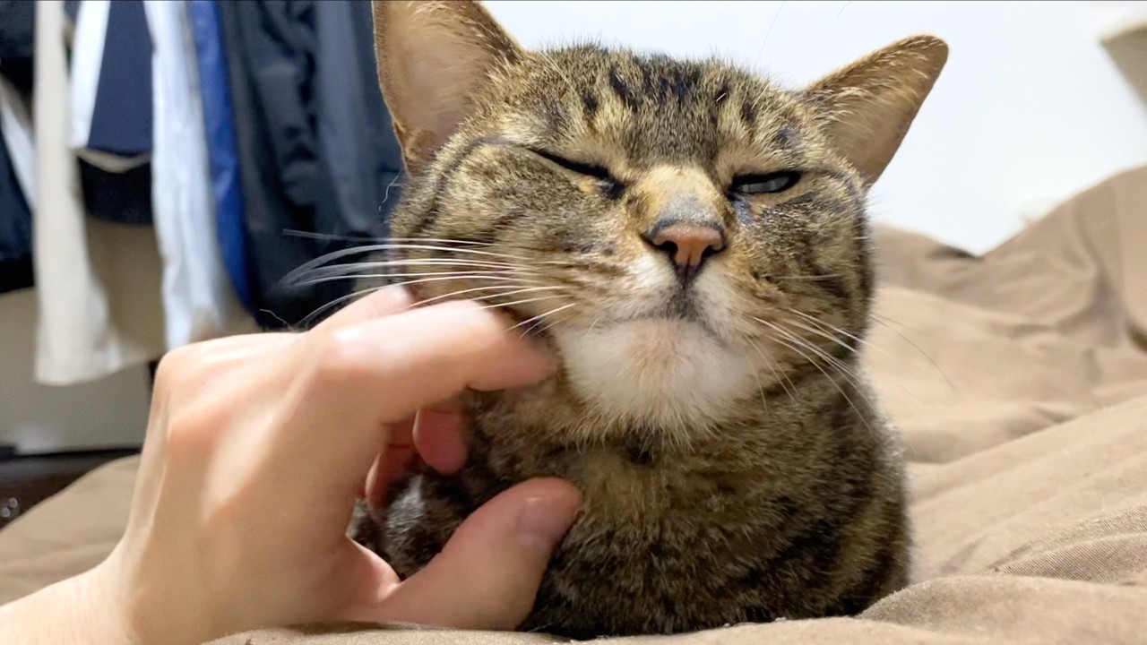 てんちゃんと飼い主のイチャイチャプライベート映像...