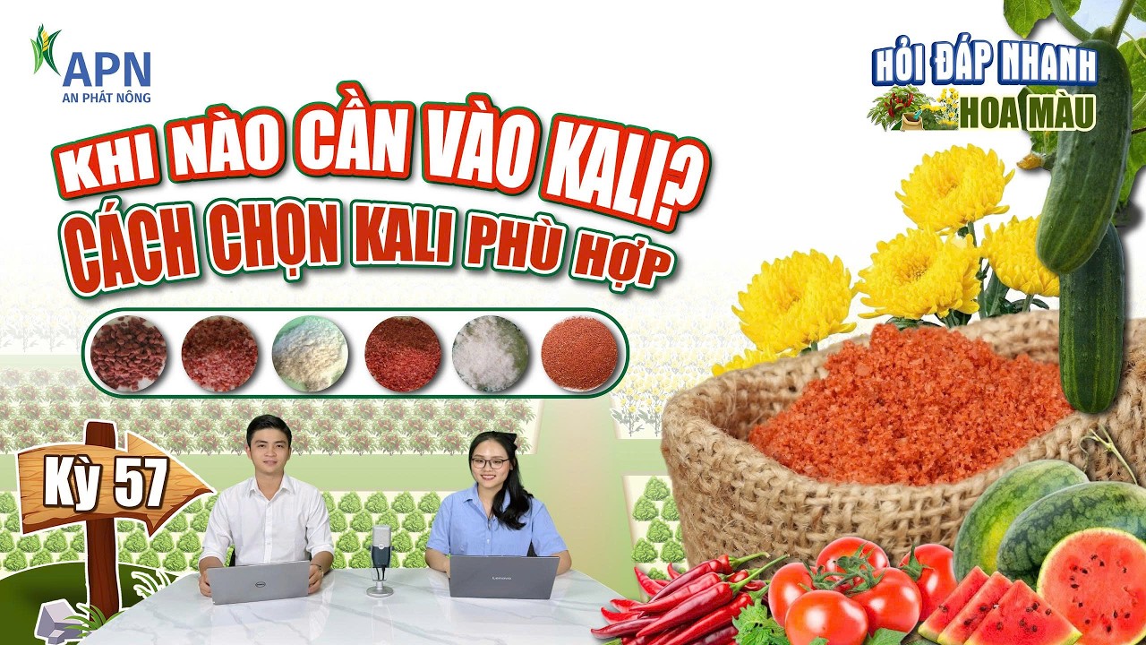 APN - VAI TRÒ CỦA KALI VÀ CÁCH CHỌN LOẠI KALI PHÙ HỢP CHO CÂY