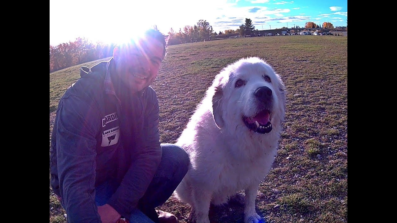 The reaction of a Great Pyrenees Mountain Dog, after a treacherous Ice crossing