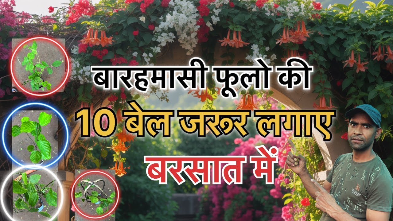 10 सबसे ज्यादा फूल खेलने वाली बेले जो आपके बालकनी को भर देंगे फूलों से #FloweringCreepers