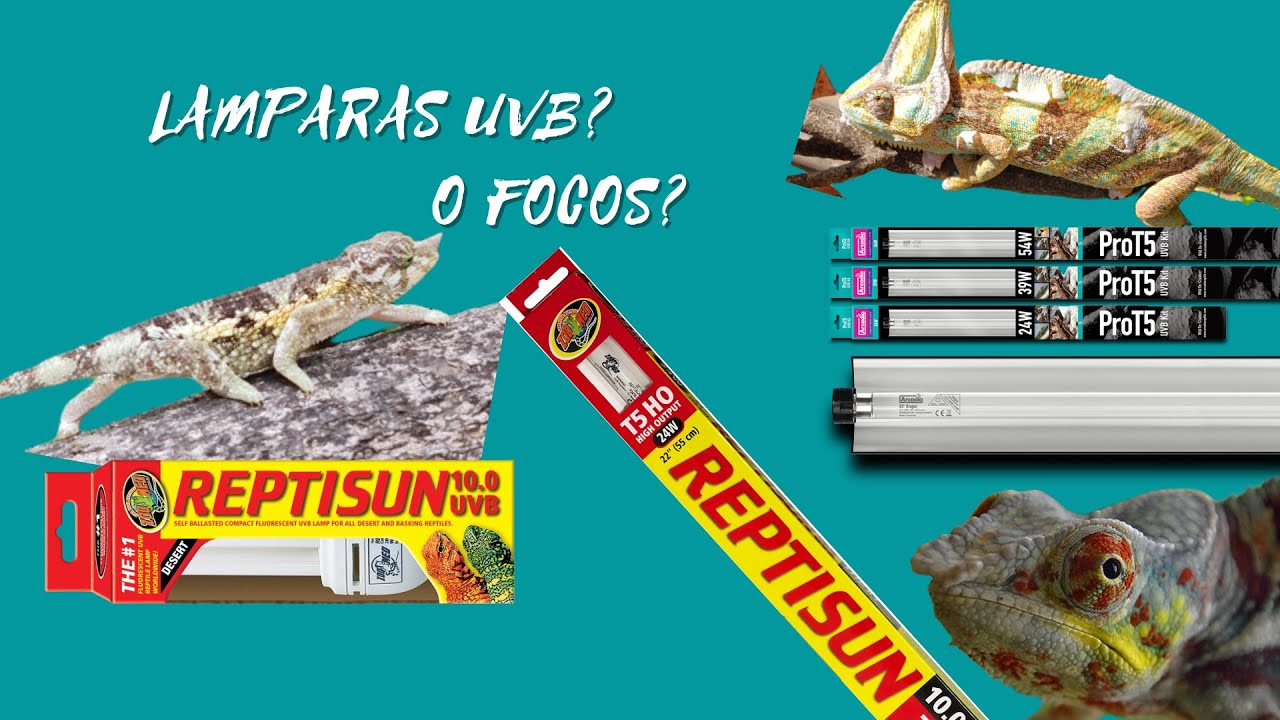 ¿Que Focos UVB necesitan los Camaleones?