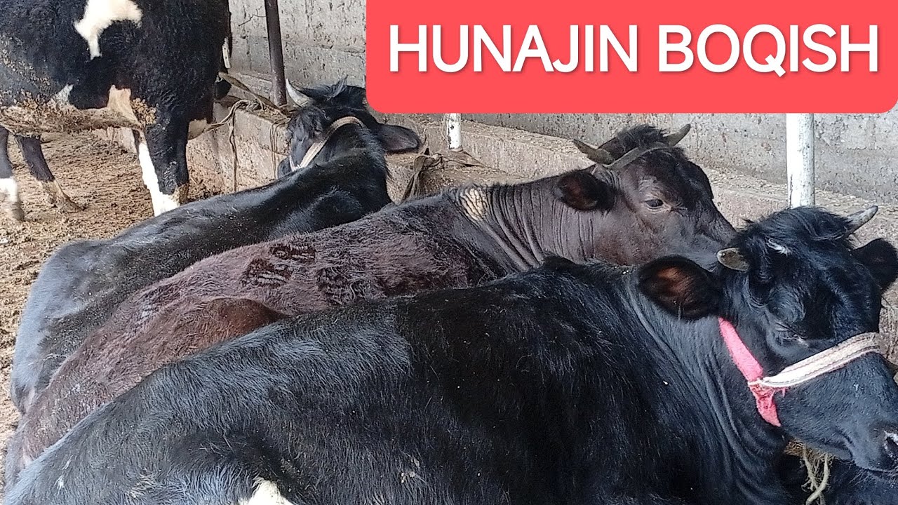 Nega bu safar HUNAJINLAR UZOQ BOQILDI