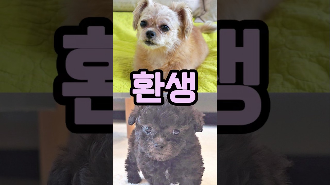 이별한 강아지가 환생했다고 느낀 순간