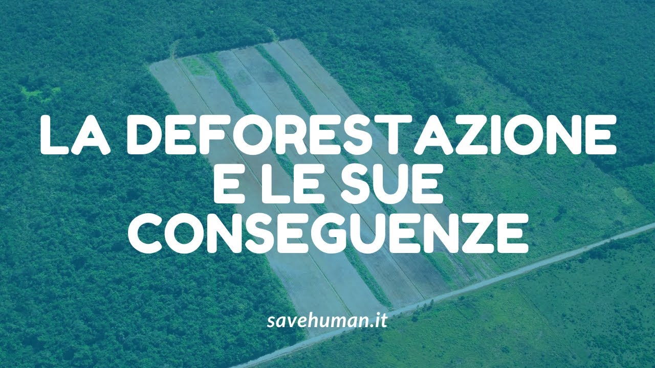 La deforestazione e le sue conseguenze
