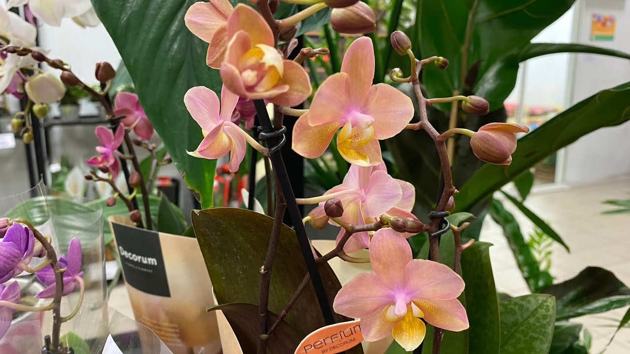 💙💛Phal Aroma SCENTION🤩DIFFUSION🤩Jillion🤩Baby Face🤩Склад-магазин квітів, Київ 12.12.2022