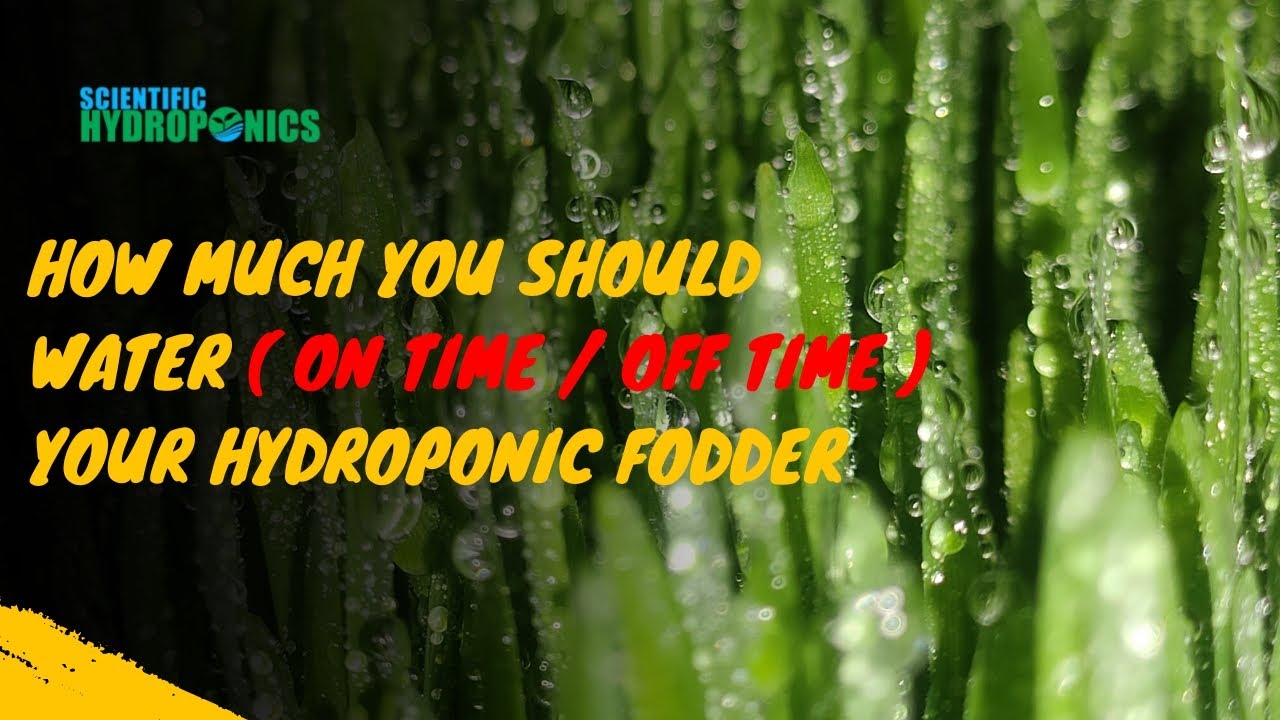 Ashwin Sawant | How Much You Should WATER ( On Time / Off Time ) your Hydroponic Fodder #hydroponic