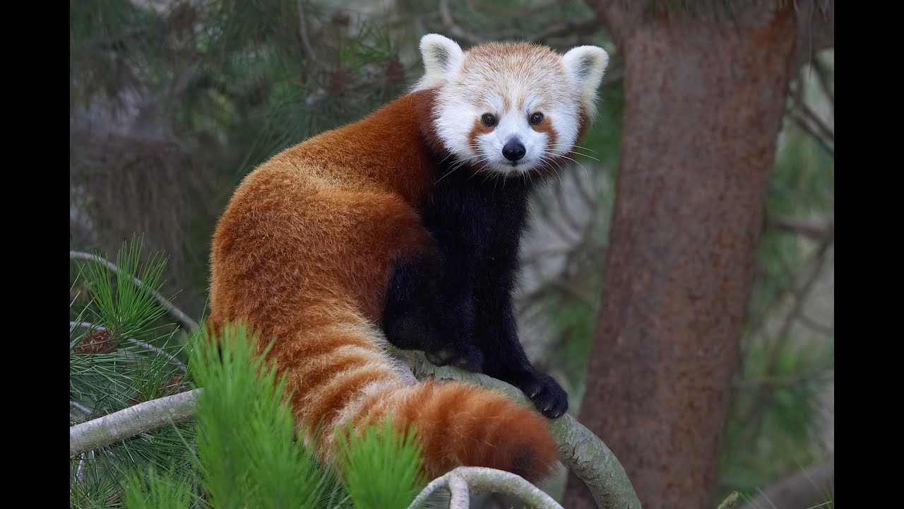 Red Panda Day at the San Diego Zoo