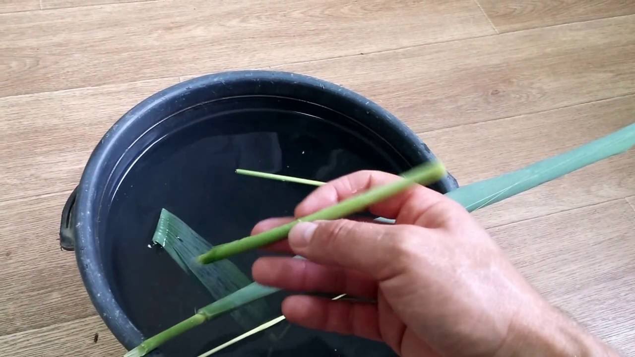 Ловля белого амура. Как ведет себя камыш под водой.