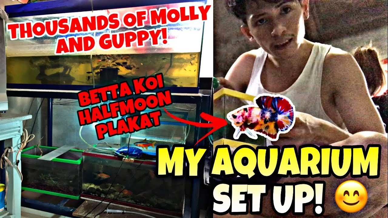 MAY BAGO AKONG BETTA FISH! ( BETTA KOI HALFMOON PLAKAT)