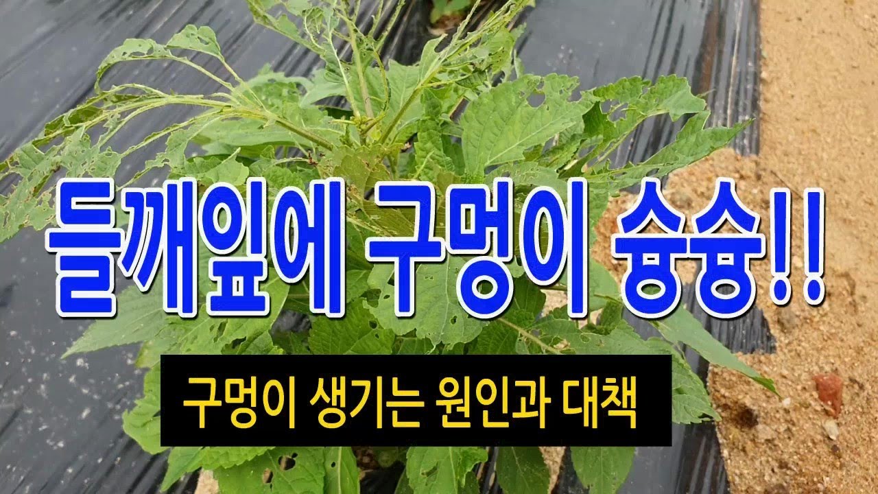 들깨잎에 구멍이 생기는 원인과 대책방법(Cause and countermeasures for holes in perilla leaves)