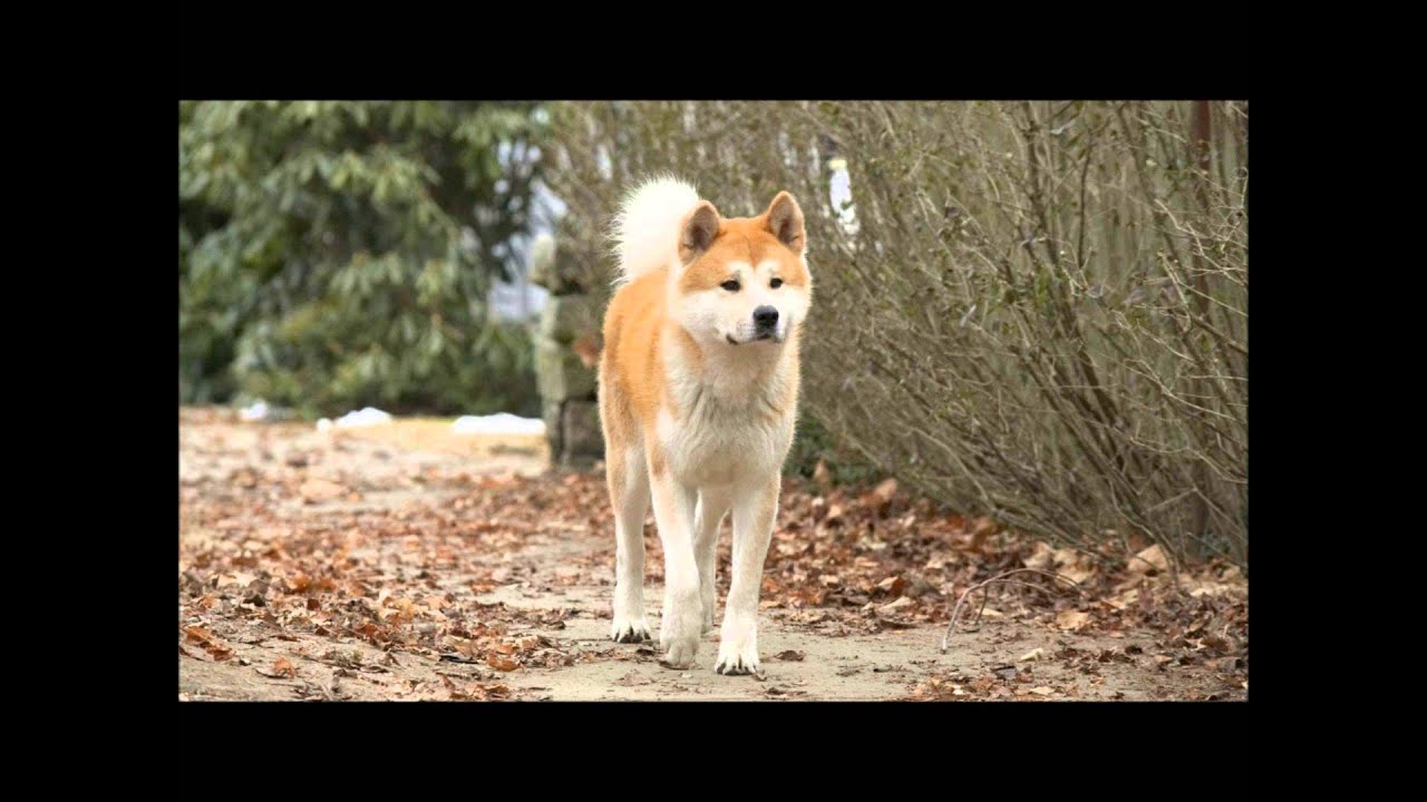 Hachiko Soundtrack Goodbye & To Train Together