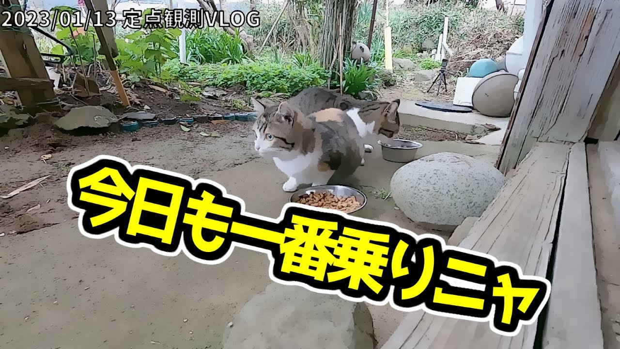 【野良猫VLOG#1】2023年1月13日