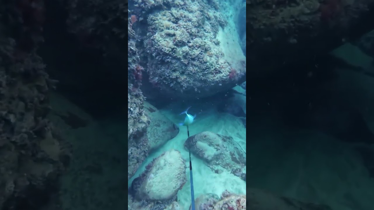 Three Prong Spearfishing an Omilu in Hawaii! @evolvediving @alexeioutside