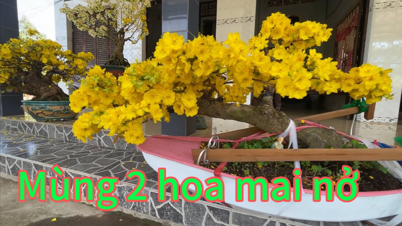 Ngắm hoa mai nở,vườn mai Tú Trần bon sai