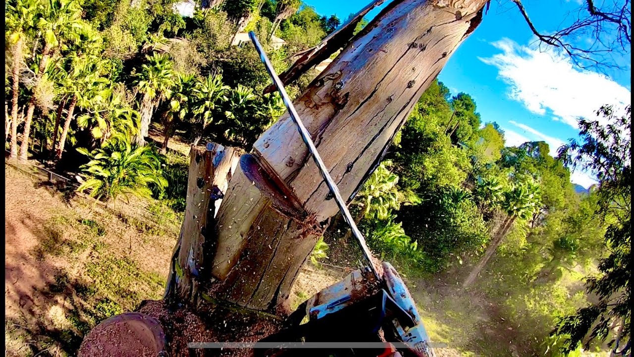 Arbol de Eucalipto seco 😰