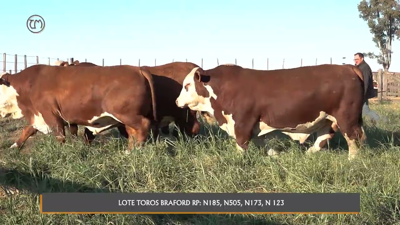 LA MOROCHA DE OTERO, Rte Machagai, Toros Braford RP N185, N505, N173, N 123