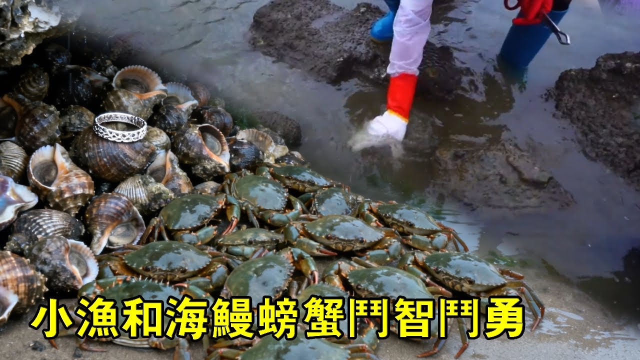 退潮後的無人島熱鬧，小漁和海鰻、螃蟹鬥智斗勇，下一秒差點被海鰻咬【漁小仙】