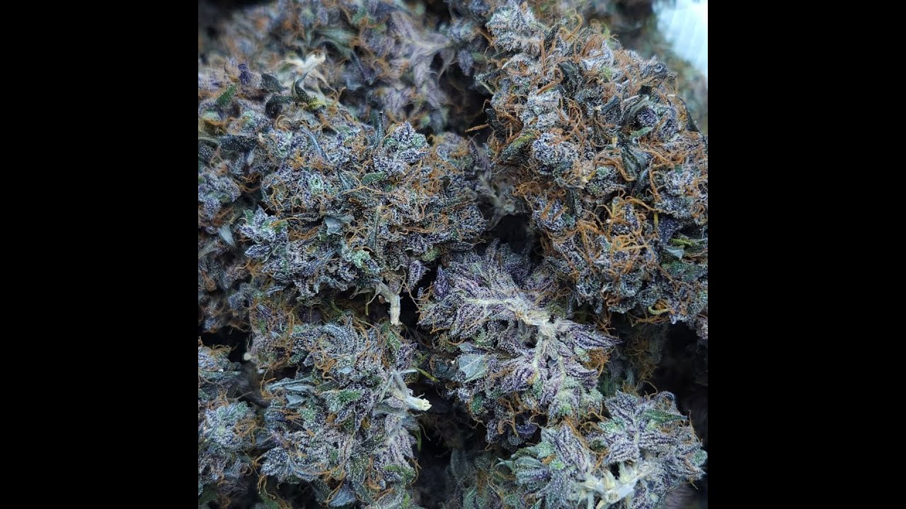 Purple Star Killer | Seed to Harvest Timelapse