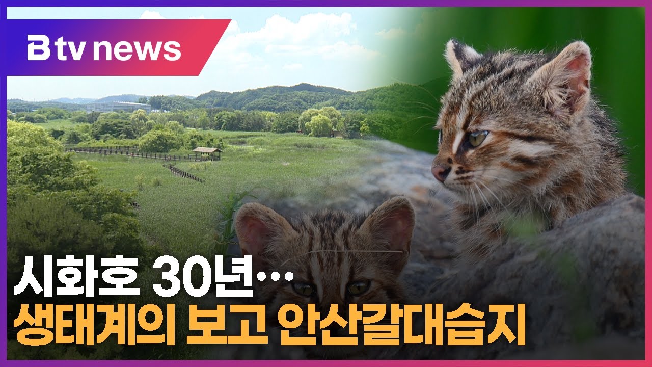 시화호 30년...생태계의 보고 안산갈대습지