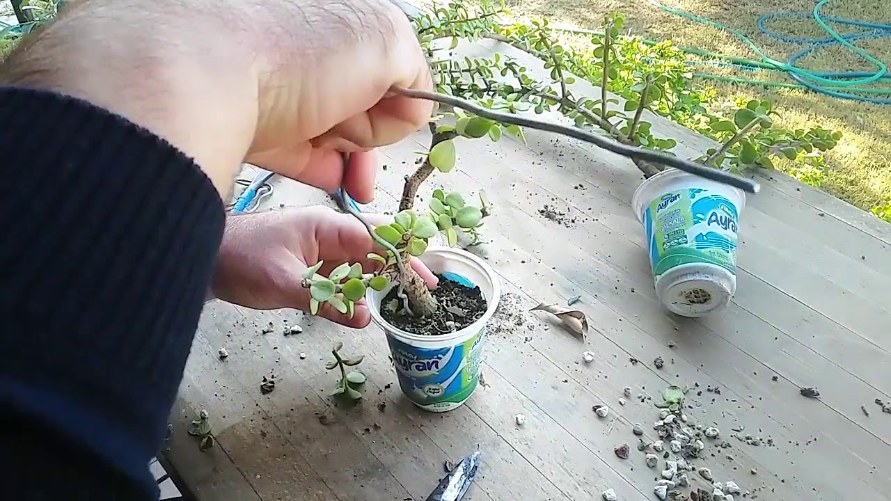 Afra Çelikleri ve Aday Fidandan Bonsai Yapıyoruz
