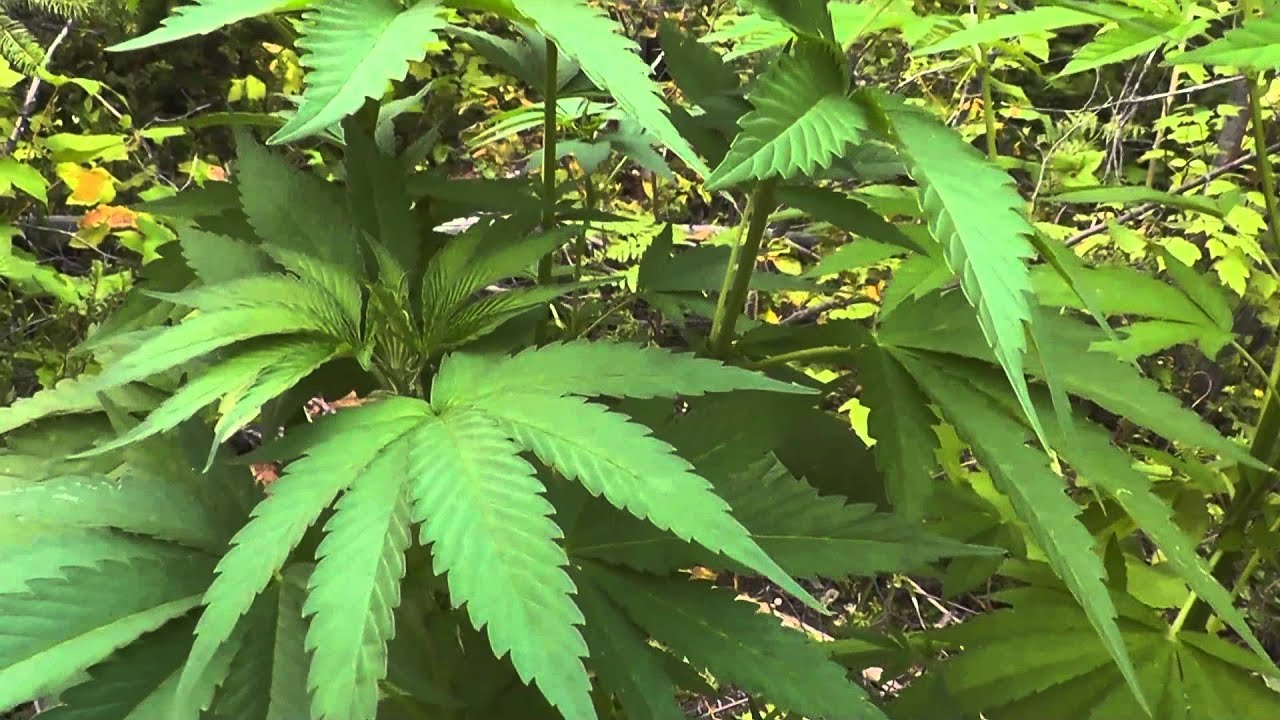 Outdoor Grow August 20, 2012 Part 6 - Special visit, bug problems