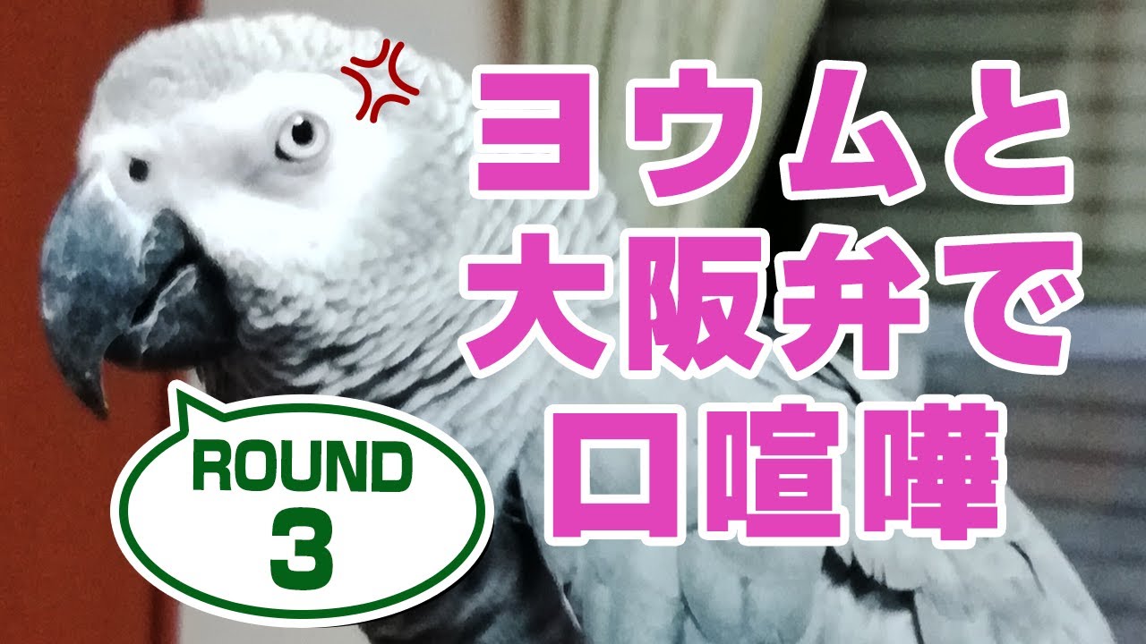大型インコ激怒のおしゃべり。ヨウムと大阪弁で口喧嘩＃3鳥がしゃべる