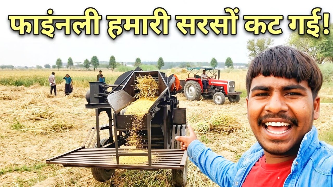 फाइनली हमारी सरसों कट गई || 😱 finally today our cranes were cut