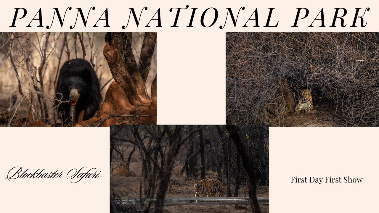 Panna NP - Blockbuster 1st Safari in summer