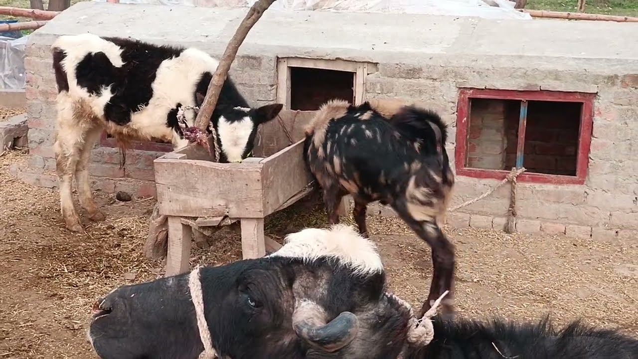  "🐰 VILLAGE ANIMALS VLOG 35 😍 Hilarious Goats, Cows Compilation! 🐄"