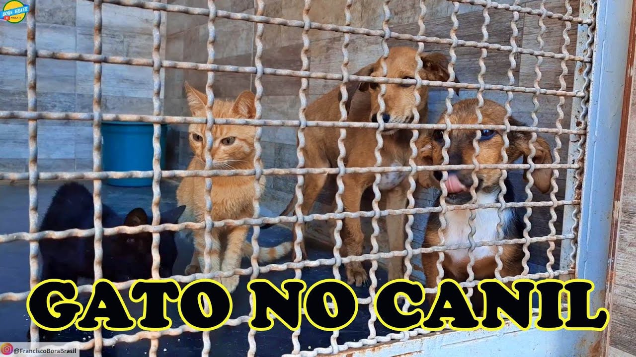 CÃES E GATOS TEMPORARIAMENTE NO CANIL #CASTRAÇÃO