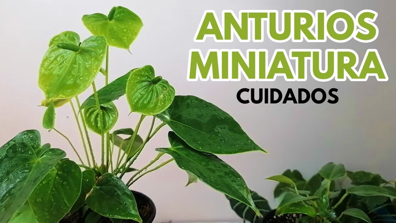 anturios miniatura CHUYITO JARDINERO