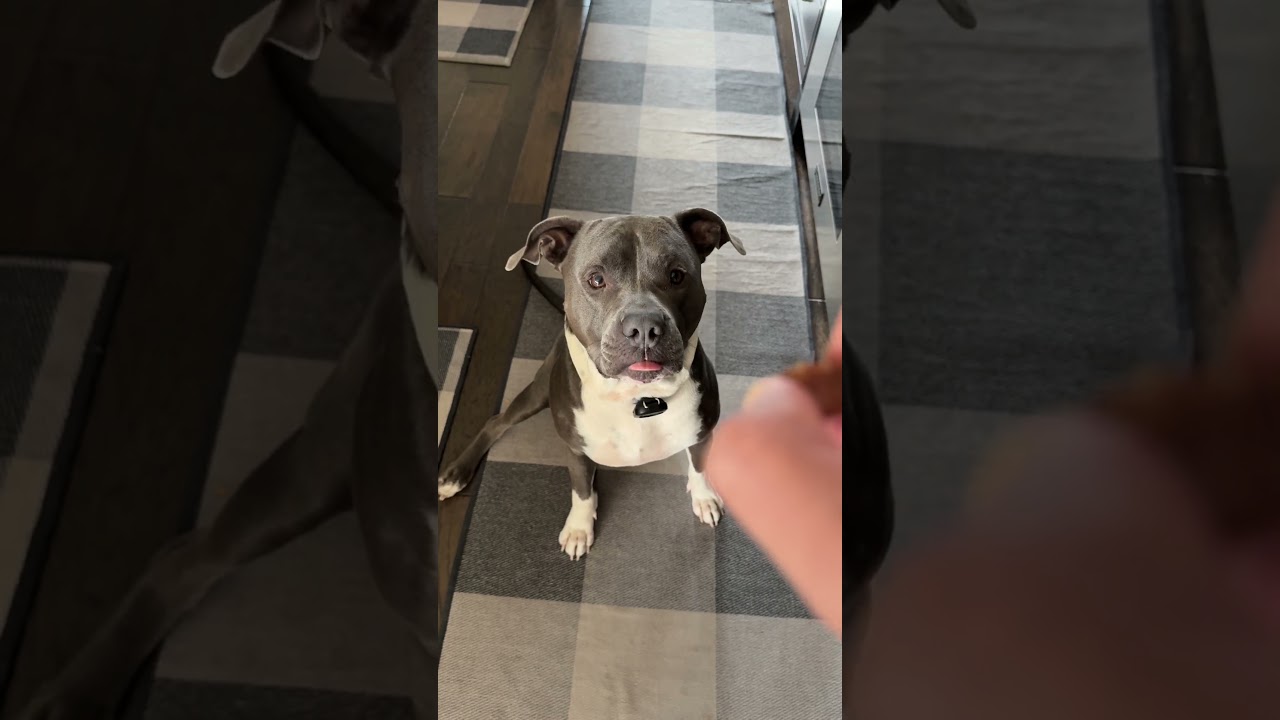 Stress eating #pitbull