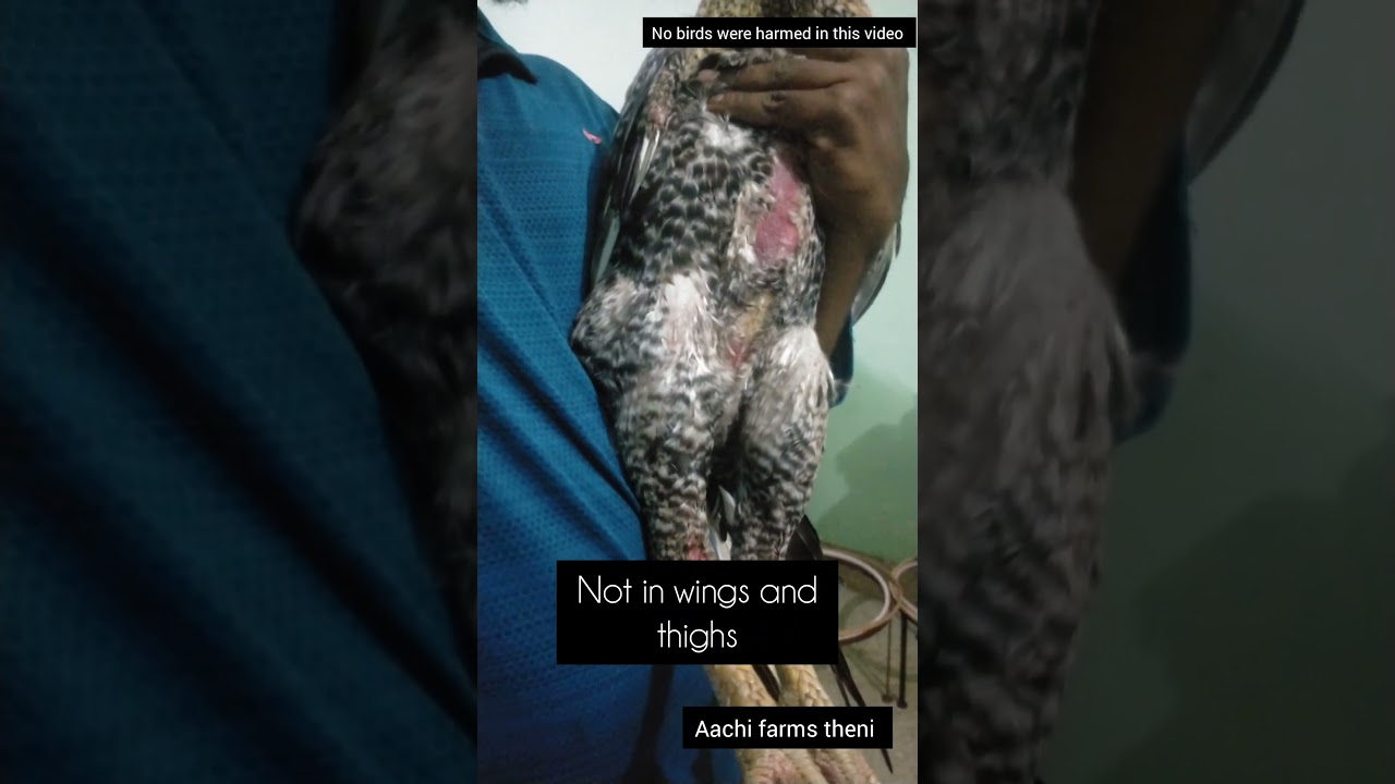 kolikku sali marunthu💉 #ytshorts #viralvideo #nattukoli #aachifarm