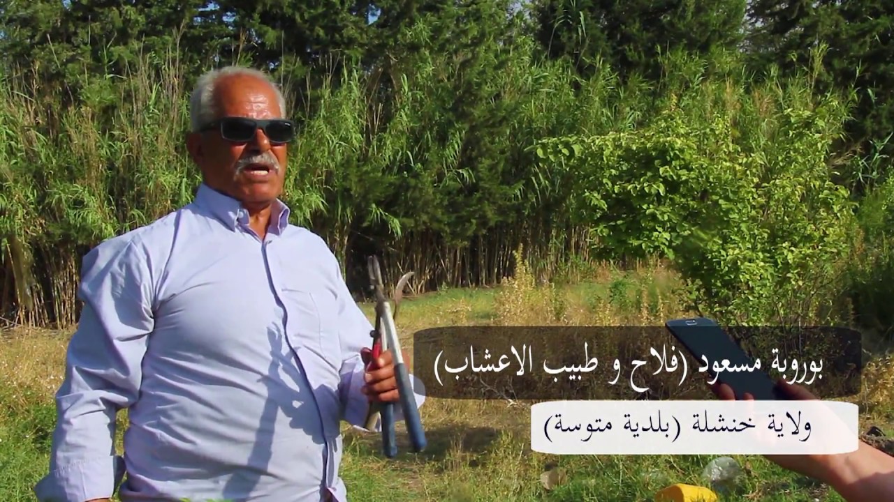 روبورتاج الحاج مسعود بوروبة (فلاح وطبيب اعشاب) بلدية متوسة By Matis Prod