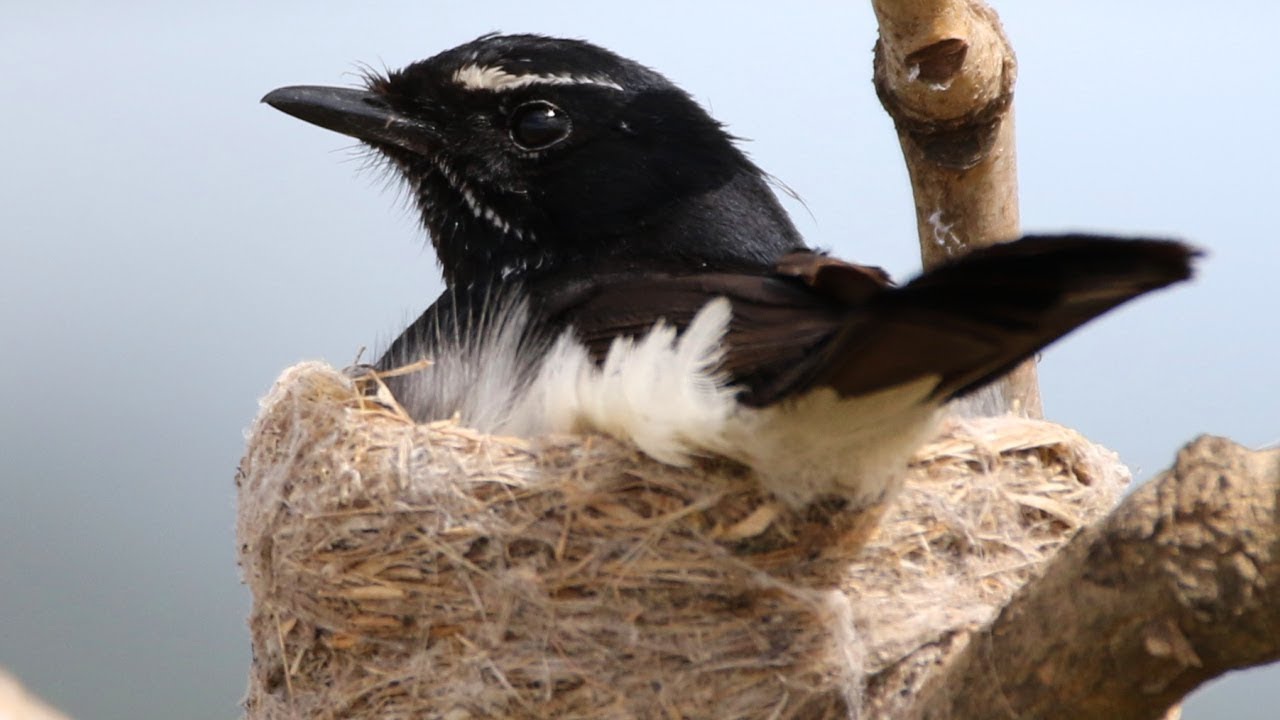 Wonderful Willie Wagtails &ndash; From eggs to fledglings