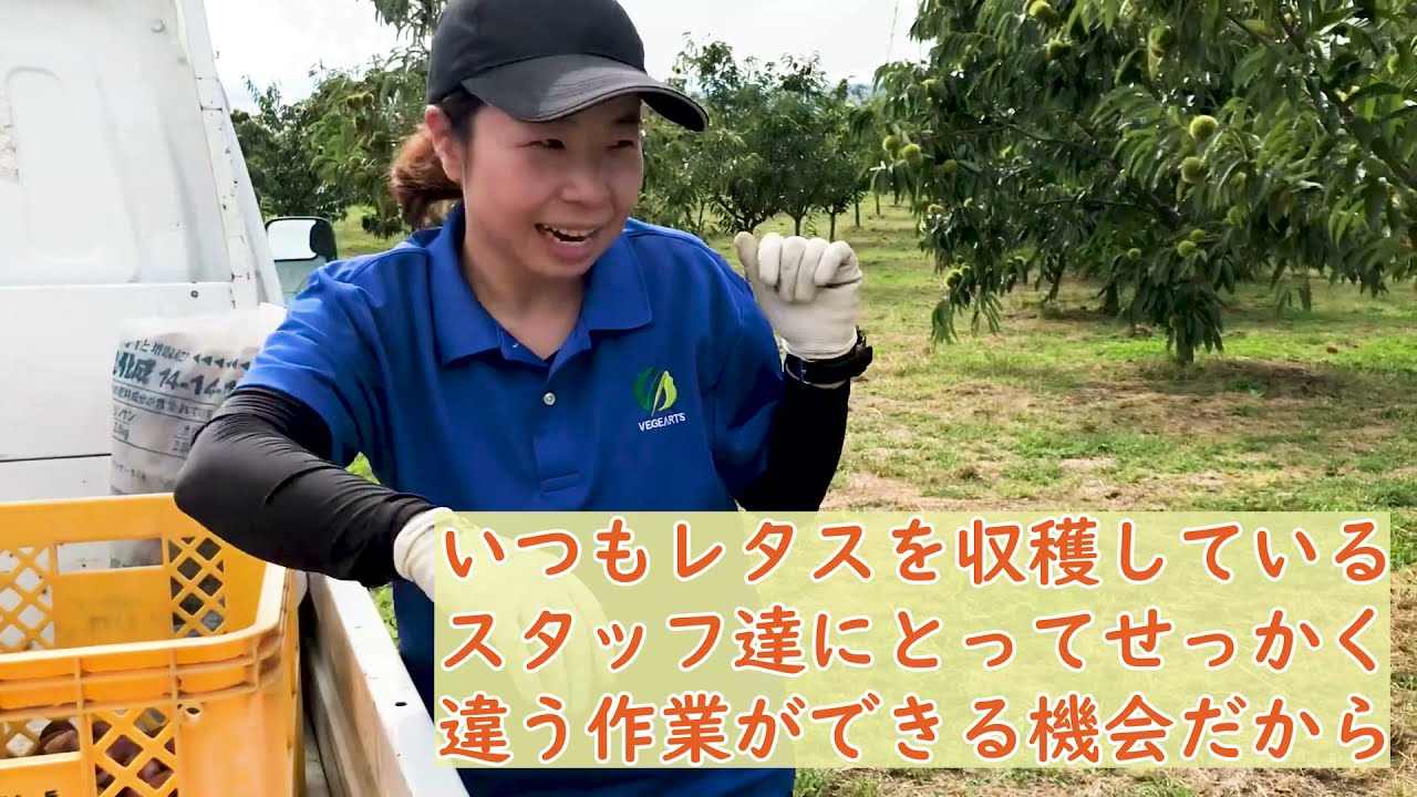 ぽろたんの栗拾い/#今日のベジアーツ