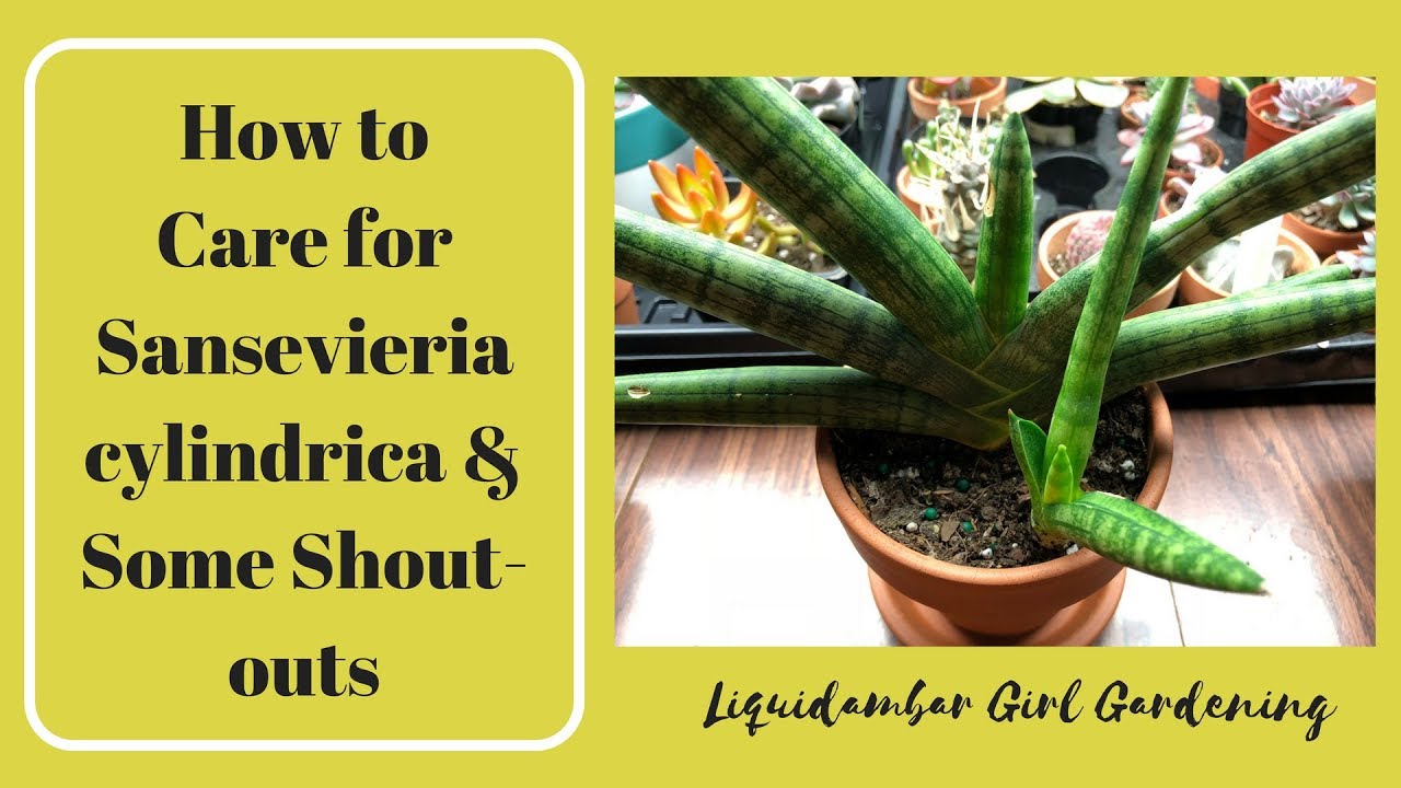How to Care for Sansevieria cylindrica & Some Shout-Outs