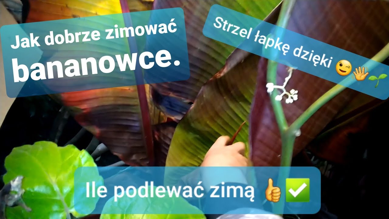 ✅Odc-1238-Jak dobrze zimować bananowce, ile podlewać i kiedy, ciemna piwnica, temperatura.✅