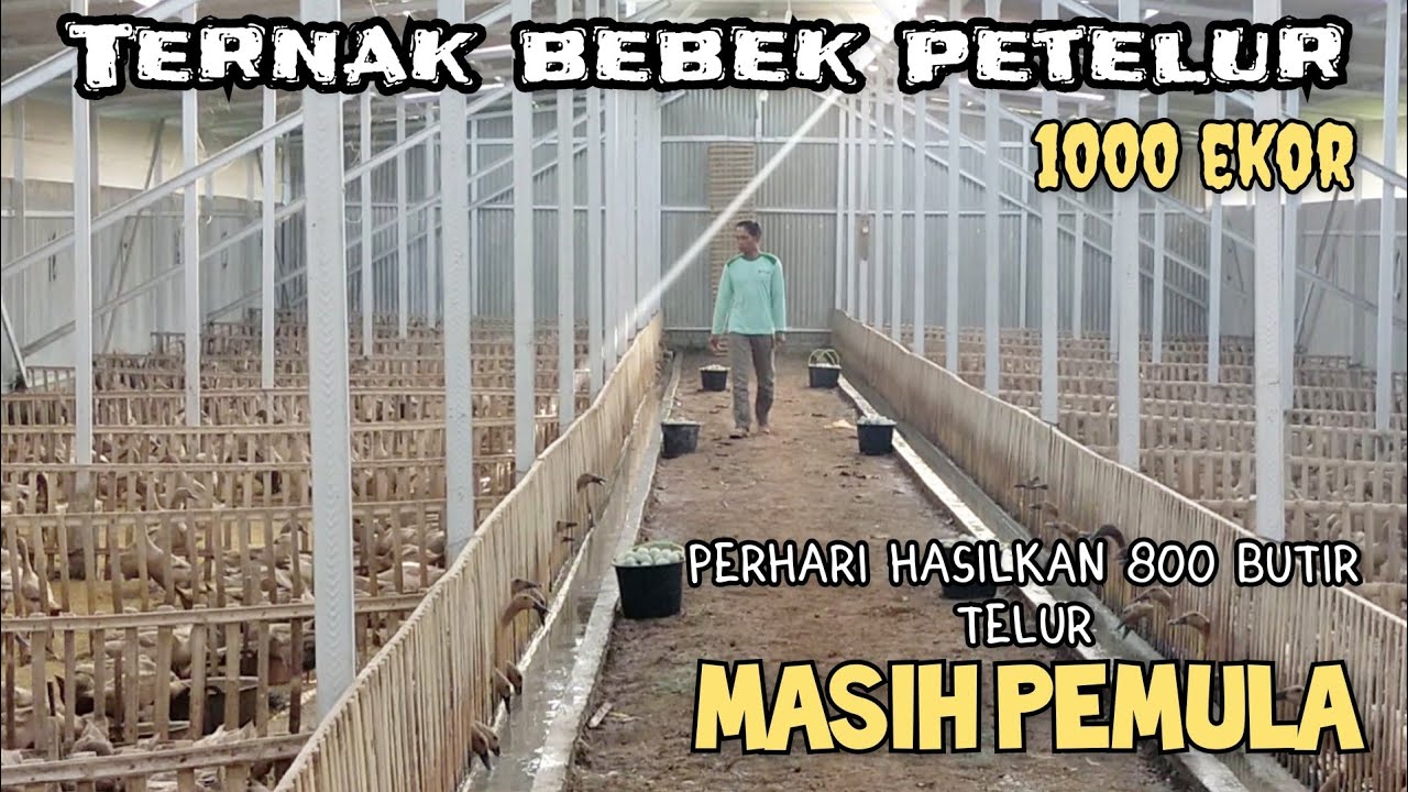 ternak bebek petelur 1000 ekor masih pemula perhari hasilkan 800 butir telur