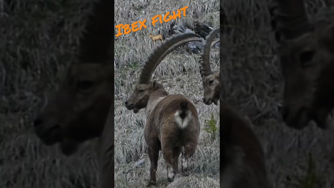 Ibex fighting, Pays-d&rsquo;Enhaut, Vaud / combat bouquetin #nature #wildlife #suisse #ibex #bouquetin