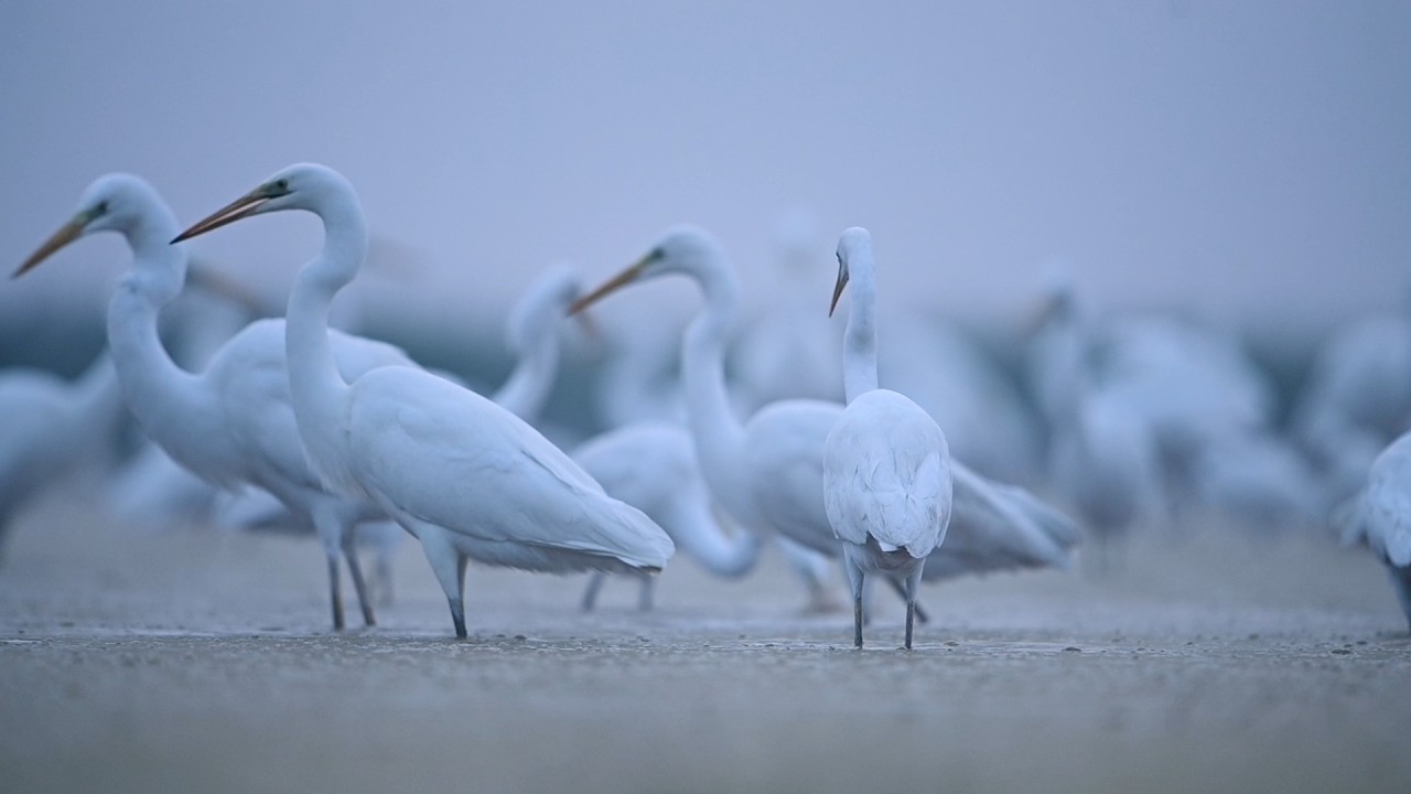All About Great Egrets! Five Fun Facts