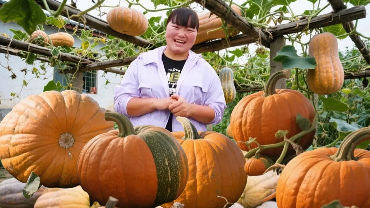 【陕北霞姐】地里惊现100斤“南瓜王”！一人抱走算你赢！霞姐不服非要抱，结果……哈哈哈哈！